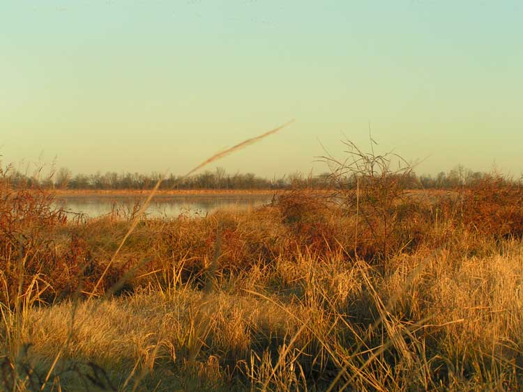 Flooded rice fields