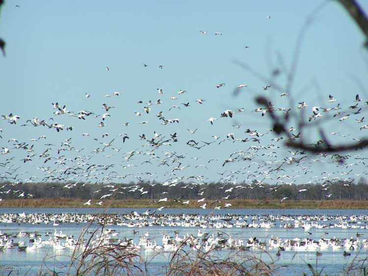 Snow Geese