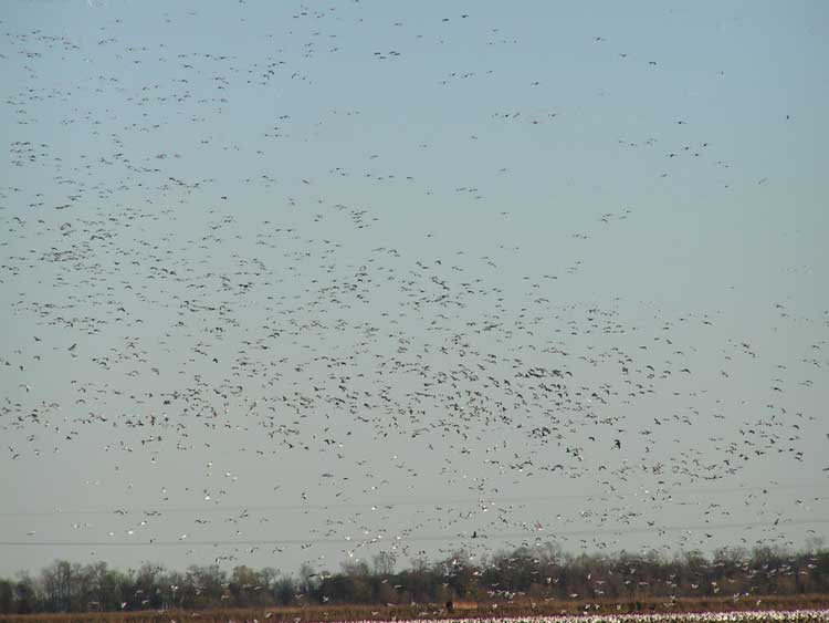  More snow geese